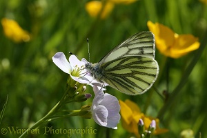 Green-veined White butterfly on cuckoo flower