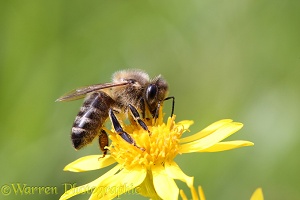 Honey bee on ragwort
