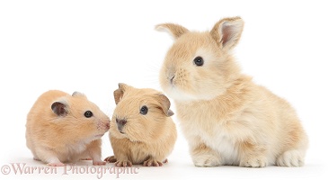 Baby Guinea pig, rabbit and Golden Hamster