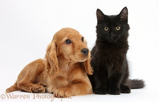 Black Maine Coon kitten and Golden Cocker Spaniel pup