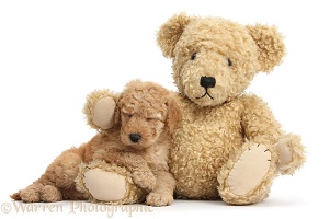Cute Toy Goldendoodle puppy sleeping on Teddy bear