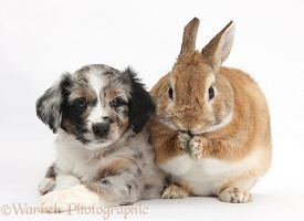 Merle Mini American Shepherd puppy and rabbit