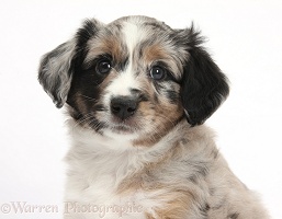Merle Mini American Shepherd puppy