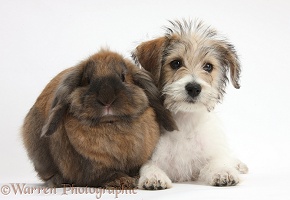 Cute Bichon Frise x Jack Russell puppy and rabbit