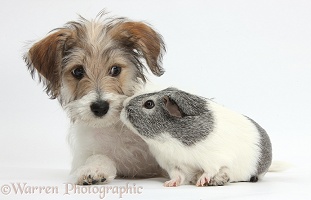 Cute Bichon Frise x Jack Russell puppy and Guinea pig