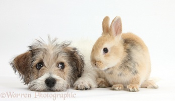 Cute Bichon Frise x Jack Russell puppy and bunny