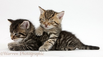 Two cute sleepy tabby kittens
