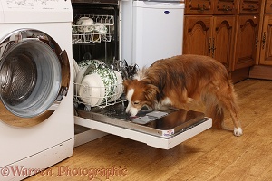 Border Collie licking a dishwasher