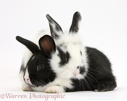 Young black-and-white rabbits