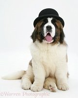 Saint Bernard puppy wearing a bowler hat