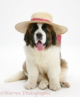 Saint Bernard puppy wearing a ladies straw hat