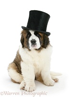 Saint Bernard puppy wearing a top hat