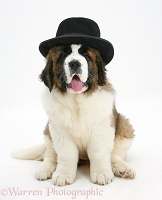 Saint Bernard puppy wearing a gangster hat