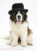 Saint Bernard puppy wearing a gangster hat