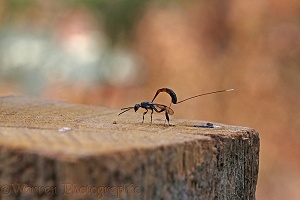 Ichneumon egg-laying in a wooden fence post