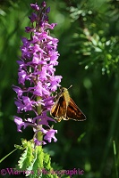 Large Skipper Butterfly nectaring on an orchid flower, French Pyrenees