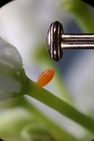 Orange-tip Butterfly egg with head of dressmakers' pin