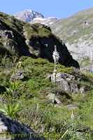 White Asphodel, French Pyrenees