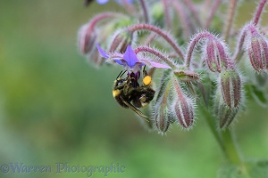 White-tailed Bumblebee worker with full pollen sacs visiting Borage flower