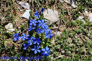 Spring Gentian, French Pyrenees