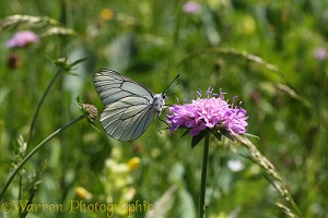 Black-veined White Butterfly on Field Scabious