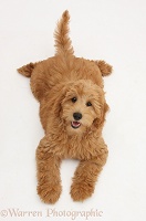 Cute Goldendoodle puppy lying sprawled and looking up