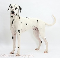 Dalmatian dog, standing