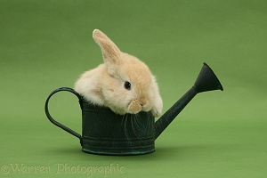 Cute Sandy Lop bunny rabbit in a watering can