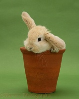 Cute Sandy Lop bunny rabbit in a flowerpot