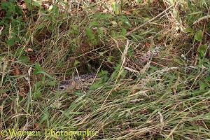 Common Pheasant on nest incubating eggs