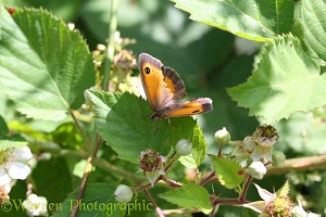 Gatekeeper Butterfly on bramble