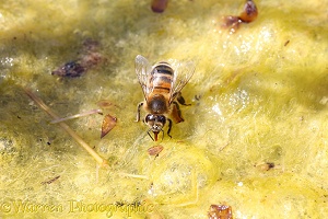 Honey Bee worker drinking from algae-covered pond
