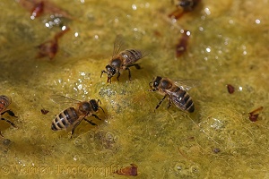 Honey Bee workers drinking from algae-covered pond