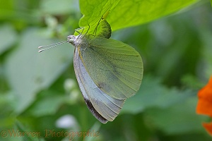 Large White Butterfly female laying eggs beneath a nasturtium leaf