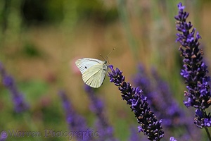 Small White Butterfly on lavender