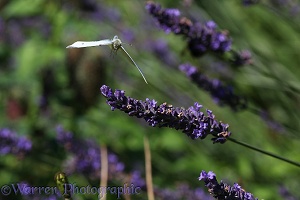 Small White Butterfly taking off form lavender