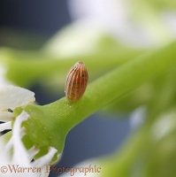 2.Orange-tip Butterfly egg showing developing caterpillar inside