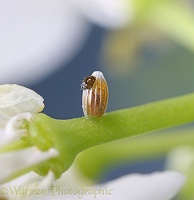 .Orange-tip Butterfly egg showing caterpillar starting to hatch