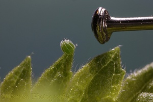 Red Admiral Butterfly egg photographed with head of dressmakers' pin
