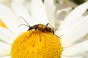 Spotted Long-horn Beetle