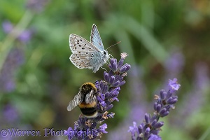 Chalkhill Blue Butterfly sharing lavender flowers with a bumblebee