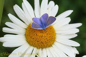 Common Blue Butterfly on Marguerite Daisy
