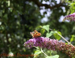 Painted Lady Butterfly on Buddleia