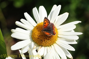 Small Copper Butterfly on Marguerite Daisy