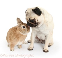 Fawn pug and rabbit