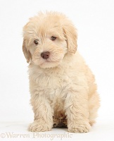 Cute Toy Goldendoodle puppy, sitting