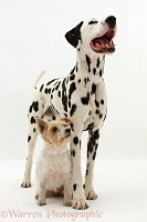 Dalmatian dog and terrier bitch