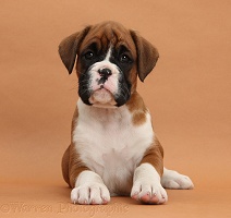 Boxer puppy, 7 weeks old, on brown background