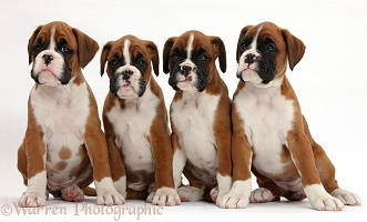 Four Boxer puppies, 8 weeks old, sitting