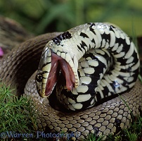 Grass Snake shamming dead